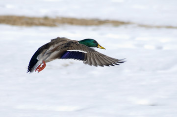 Duck Flying over the Lake