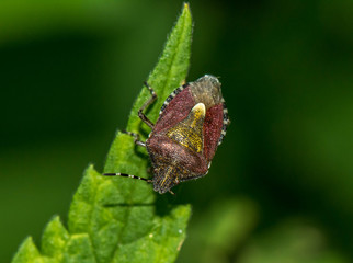 A brown bug sits on a green plant leaf. Garden insect pest.