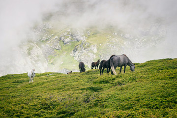 Obraz na płótnie Canvas Central Balkan national park in Bulgaria animals