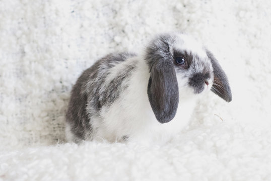 Minilop bunny