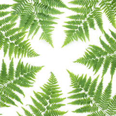 Fern leaves on white background, flat lay, top view