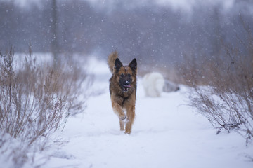 Dog in snow winter