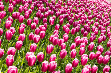 Ogród tulipanów - 214831951