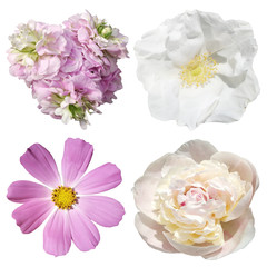 Set of pelargonium, peony, Cosmo and rosehips isolated on a white background