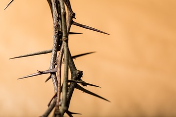 Closeup of a Crown of Thorns