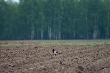 Magpie in the field