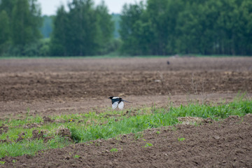 Magpie in the field