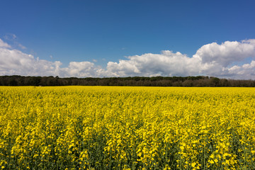 Colorful summer landscape with canola field and blue sky