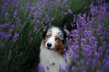 Australian Shepherd dog on the field of Lavender. Pet on the nature