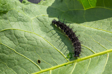 caterpillar butterfly of a peacock's eye crawls on a leaf