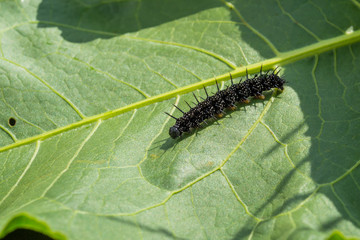 caterpillar butterfly of a peacock's eye crawls on a leaf