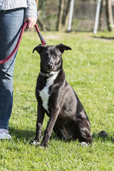 Portrait of an American Staffordshire Terrier dog living in belgium