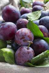 a bunch of blue juicy plums on the table close