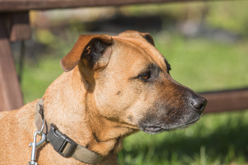 Portrait of an American Staffordshire Terrier dog living in belgium
