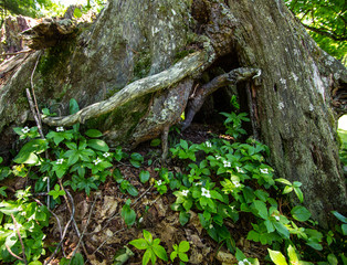 Spring Trillium. White trillium grow at the base of an ancient tree in a coastal Great Lakes forest. Trillium are the official wildflower of Ohio and Ontario.
