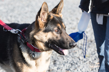 Portrait of an german sheperd dog living in belgium