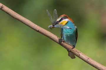 Gruccione europeo con libellula (Merops apiaster)