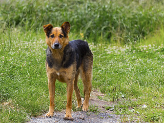 Beautiful portrait of my dog in mountain in a sunny day