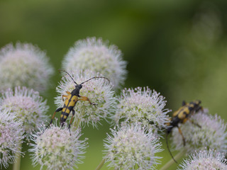 macro photography of yellow and black Cerambicide on blossom