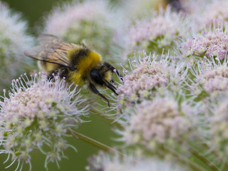 Isolated Bumble bee at work on flowers