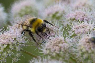 Isolated Bumble bee at work on flowers
