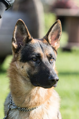 Portrait of an german sheperd dog living in belgium