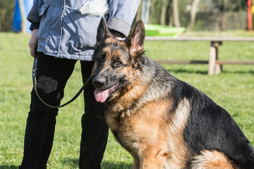 Portrait of an german sheperd dog living in belgium