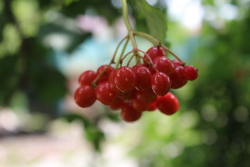 guelder-rose in macro style