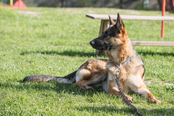 Portrait of an german sheperd dog living in belgium