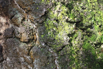 bark of tree. background. texture