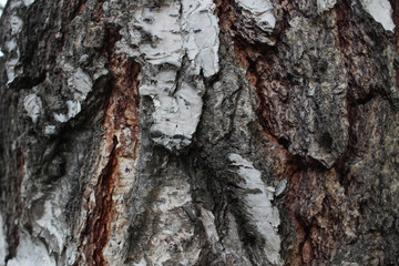 bark of tree. background. texture