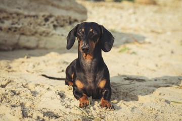 Portrait of a cute dog, the breed of dachshund, black and tan, lies on the beach in summer, the nose is smeared in the sand