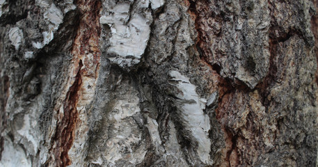 bark of tree. background. texture