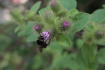 bee sits on a flower. concept of nectar collection