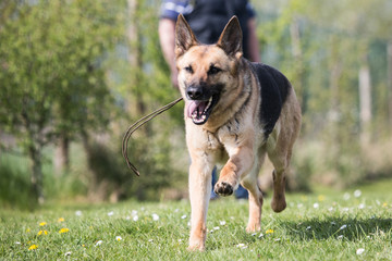 Portrait of an german sheperd dog living in belgium