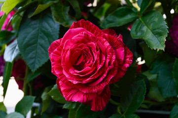 A large beautiful pink rose among the leaves. Rose bush.
