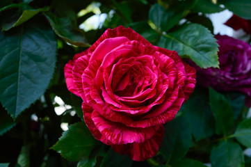 A large beautiful pink rose among the leaves. Rose bush.
