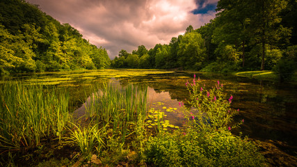 Reeds, lily pads and purple loose strife on a lake with storm clouds in the sky