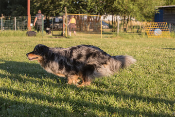 Portrait of an australian sheperd dog living in belgium