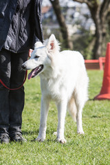 Fototapeta premium Portrait of a Swiss white shepherd dog living in Belgium