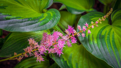 Close up of pink astilbe growing though a bed of variegated hostas
