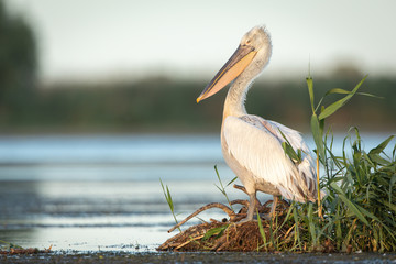 Dalmatian pelican at sunset