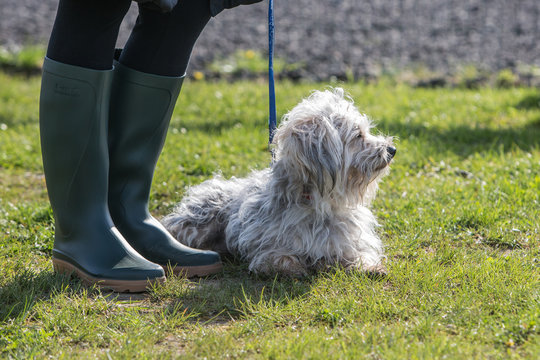 Portrait of a bichon dog living in Belgium