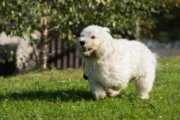 Portrait of a bichon dog living in Belgium