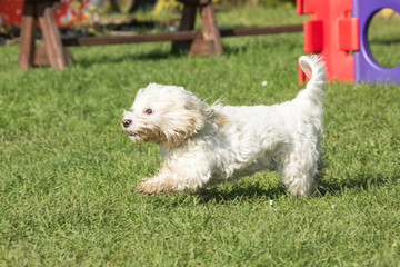 Portrait of a bichon dog living in Belgium