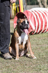 Portrait of a boxer dog living in Belgium