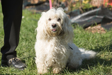Portrait of a bichon dog living in Belgium
