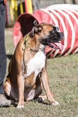 Portrait of a boxer dog living in Belgium