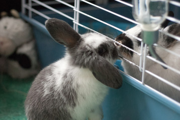 Obraz premium Bunny kiss