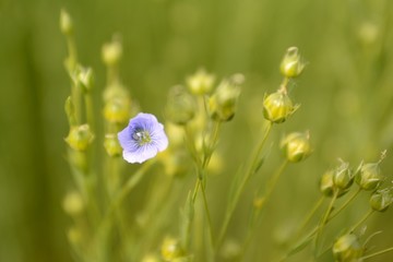 Fototapeta premium Close-up of a flax flower in a field&nbsp; and green seed balls&nbsp;on a blurred&nbsp;background.